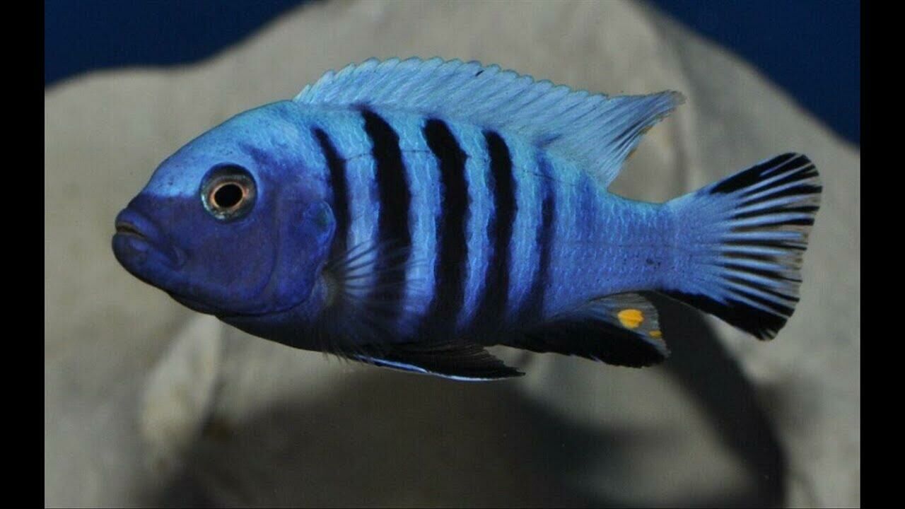 Imagem do Demasoni Pombo